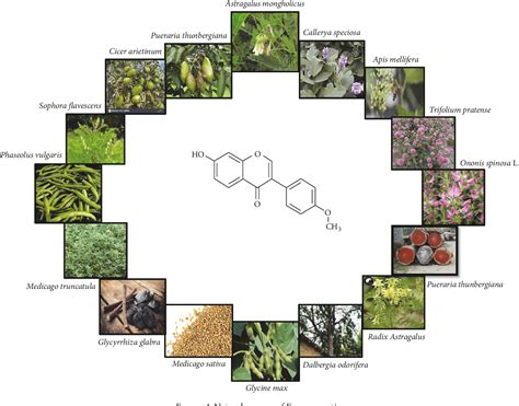 Understanding the Role of Black African Matic Weed in Boosting the Immune System